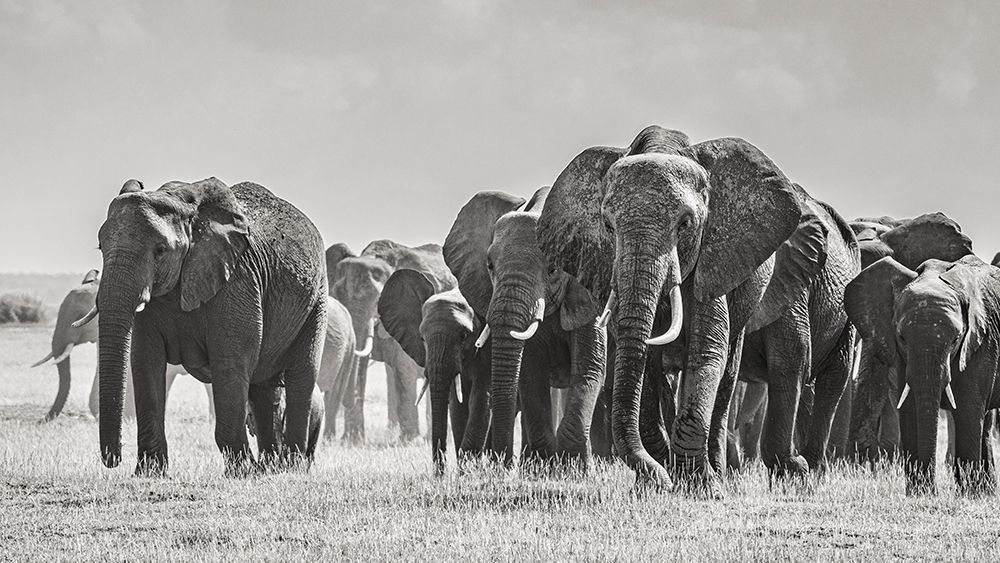 Africa-African elephant-Amboseli National Park Panoramic of front of elephant herd walking